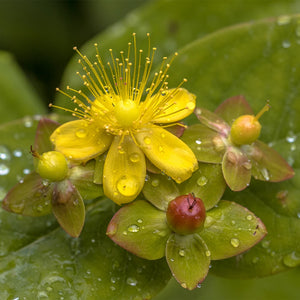 Ingredient Image 1